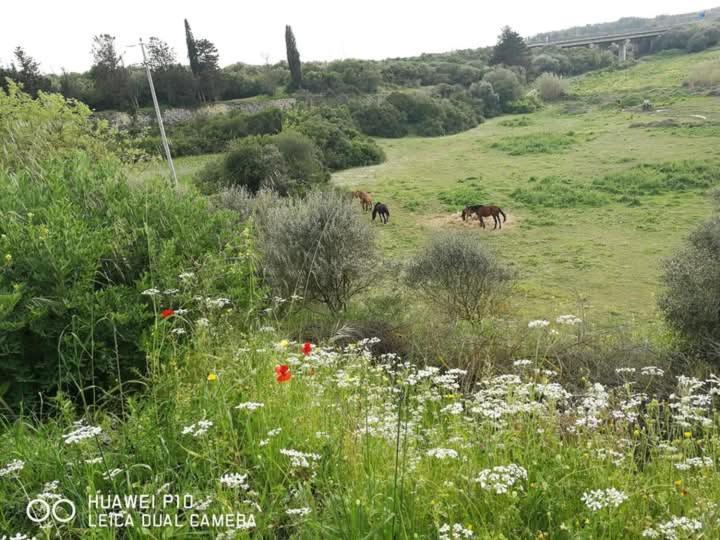 Bed and Breakfast Albero Della Musica Sassari Exterior foto